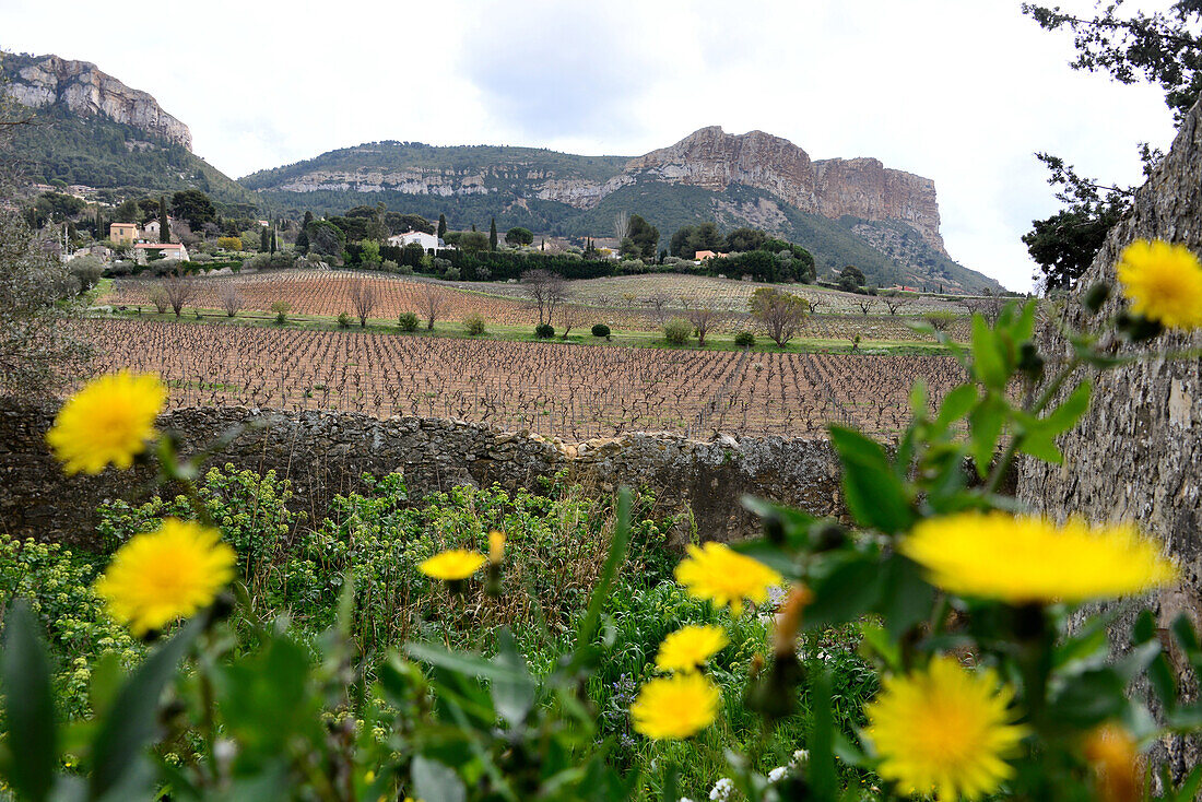 Vineyard near Cassis, Provence, France