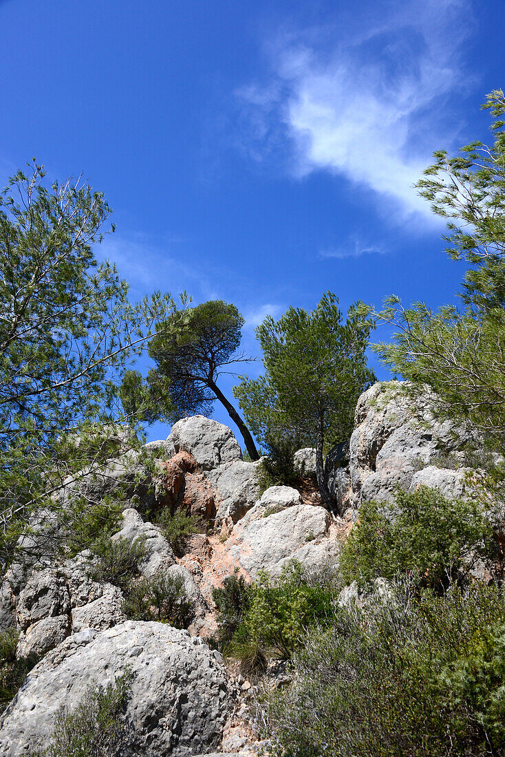 bei Le Tholonet unter dem Montagne Ste. Victoire, Provence, Frankreich