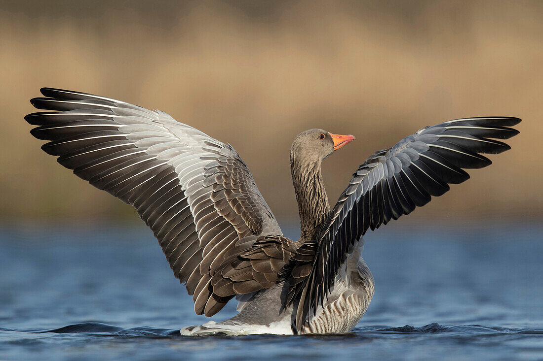 Greylag Goose (Anser anser) flapping, Utrecht, Netherlands