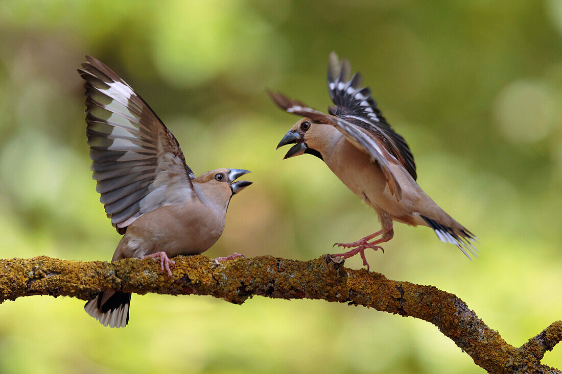 Hawfinch (Coccothraustes coccothraustes) females fighting, Utrecht, Netherlands