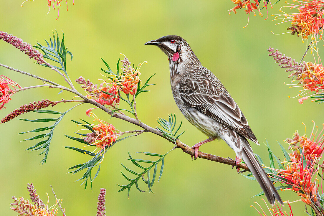 Red Wattlebird (Anthochaera carunculata), Victoria, Australia