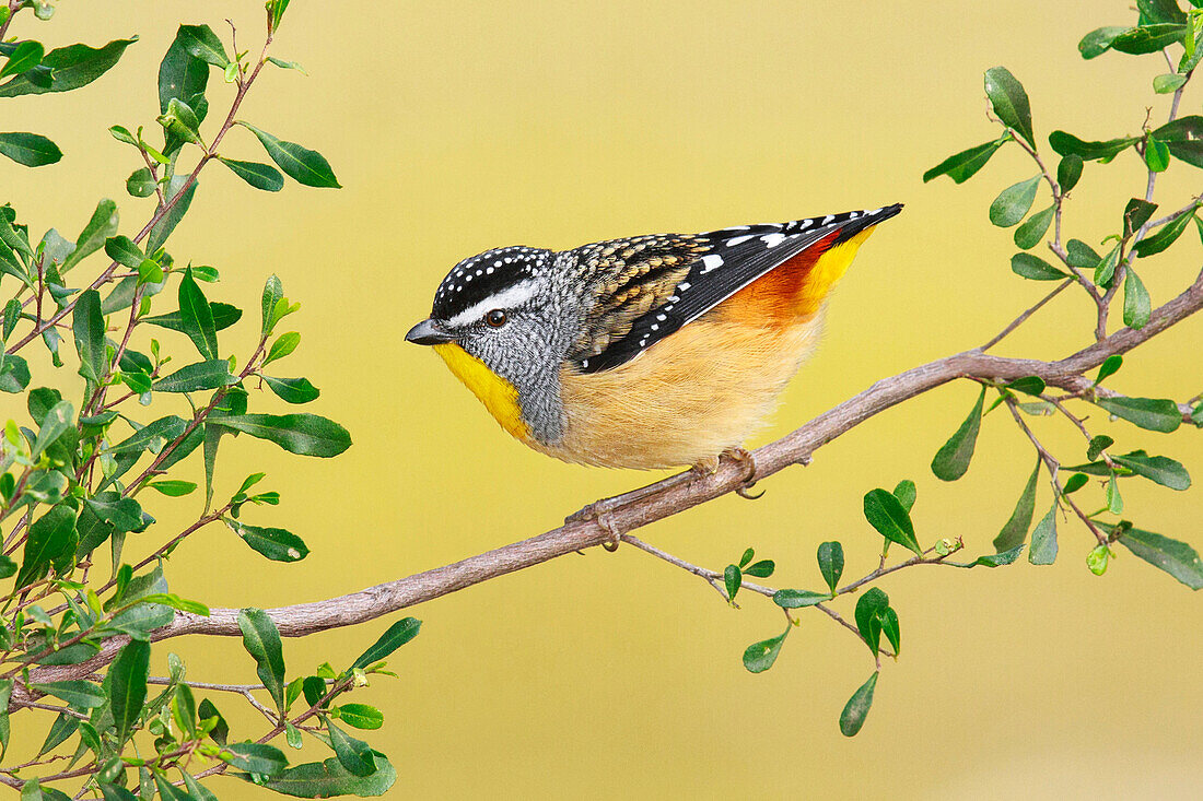 Spotted Pardalote (Pardalotus punctatus) male, Victoria, Australia