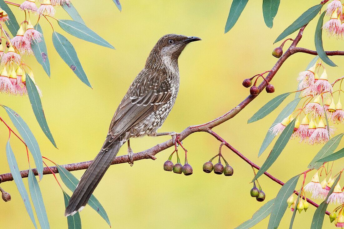 Brush Wattlebird (Anthochaera chrysoptera), Victoria, Australia