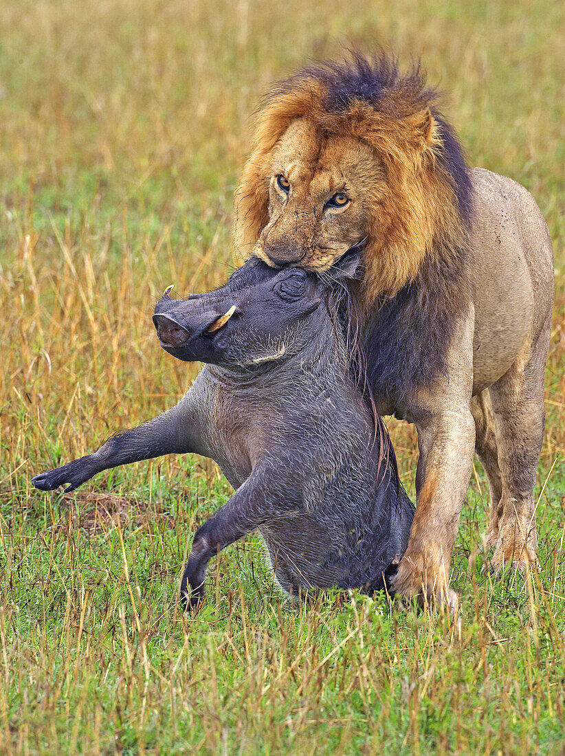 African Lion (Panthera leo) carrying female Cape Warthog (Phacochoerus aethiopicus) prey, Masai Mara, Kenya