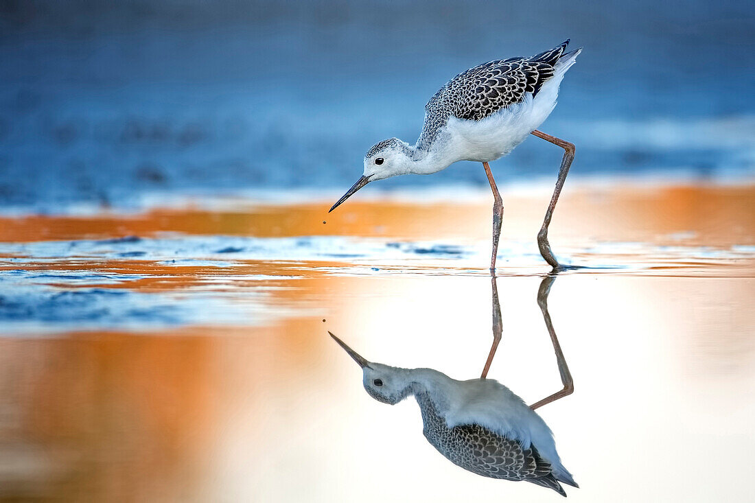 Black-winged Stilt (Himantopus himantopus) juvenile foraging, Lake Neusiedl, Austria