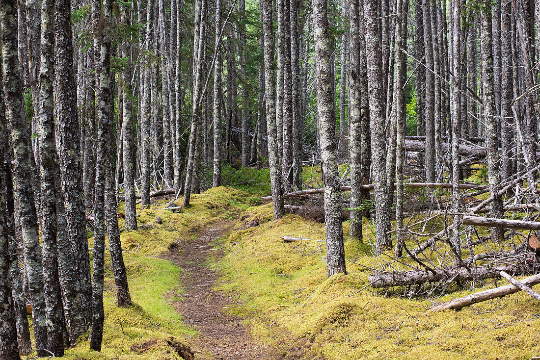 Trail through boreal forest, Terra Nova National Park, Newfoundland and Labrador, Canada