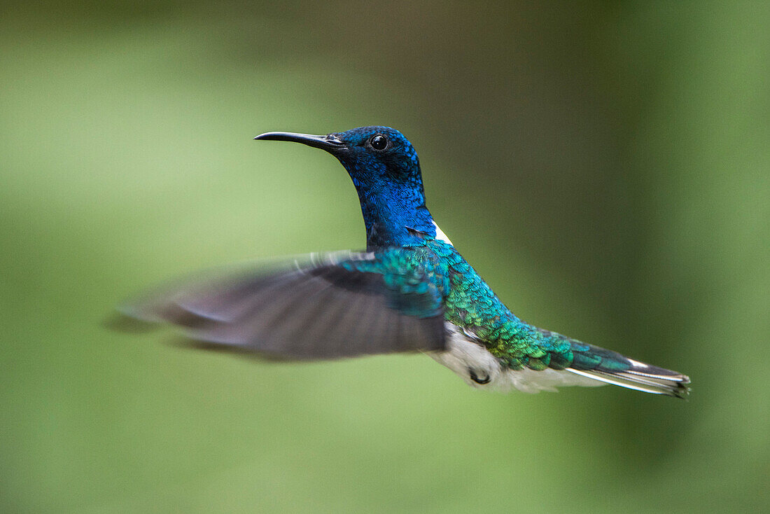 White-necked Jacobin (Florisuga mellivora) male flying, Mindo Cloud Forest, Ecuador