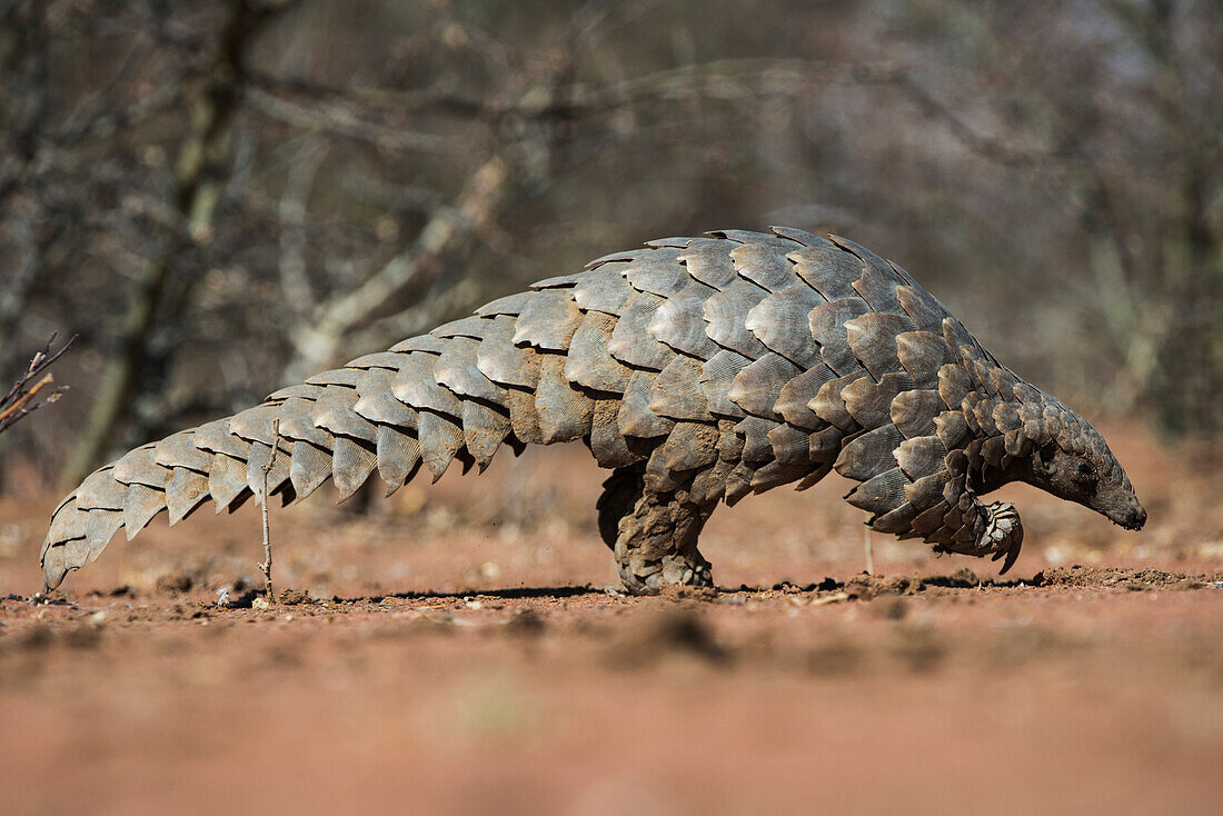 Cape Pangolin (Manis temminckii), Limpopo, South Africa