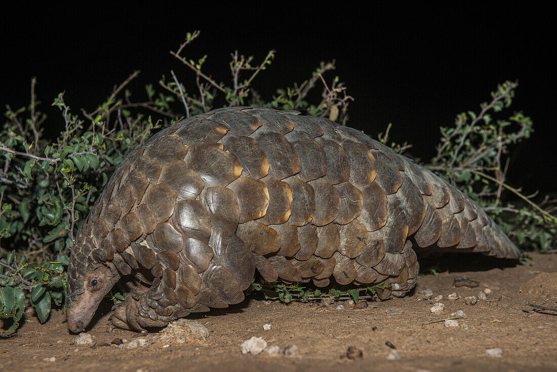 Cape Pangolin (Manis temminckii) at night, Limpopo, South Africa