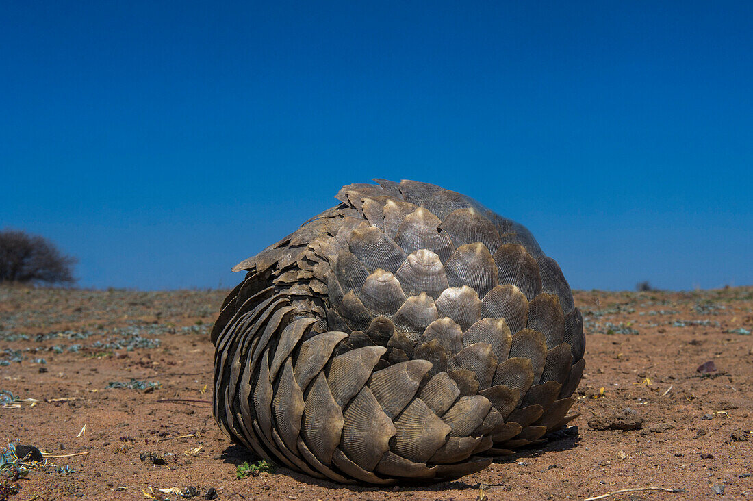 Cape Pangolin (Manis temminckii) rolled up in defensive posture, Limpopo, South Africa