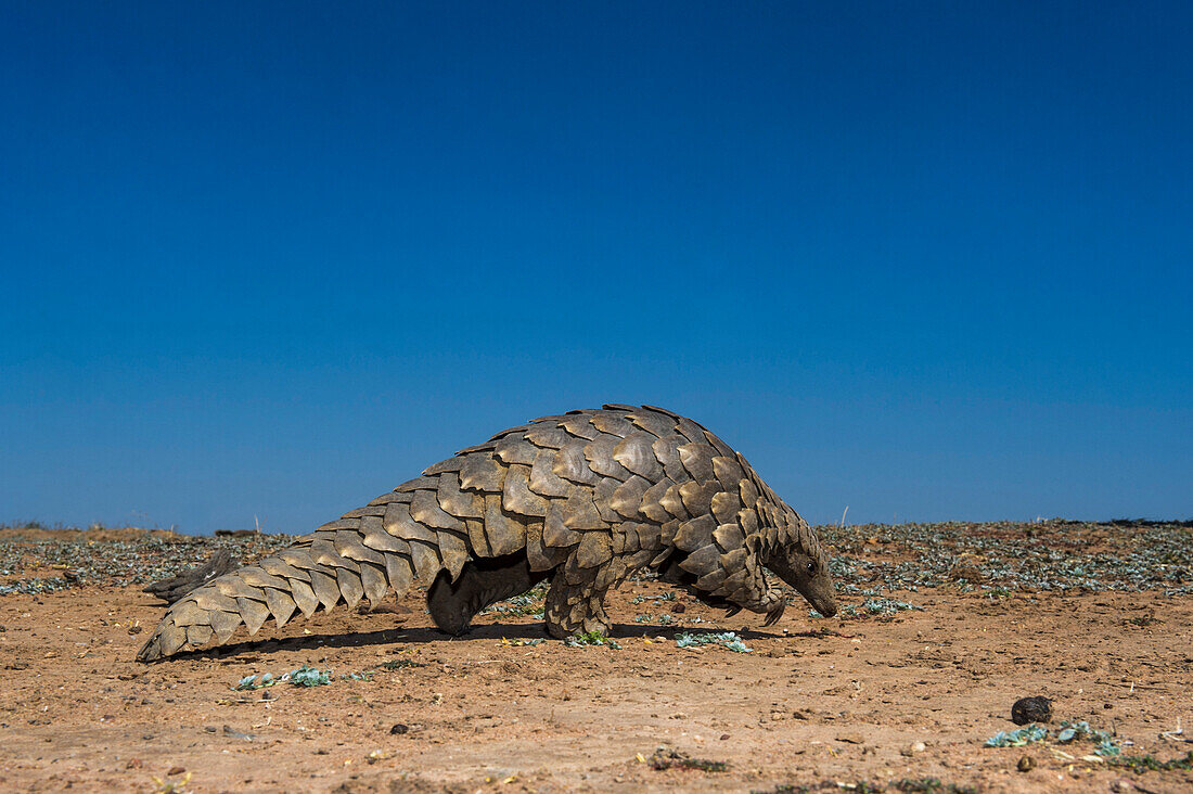 Cape Pangolin (Manis temminckii), Limpopo, South Africa