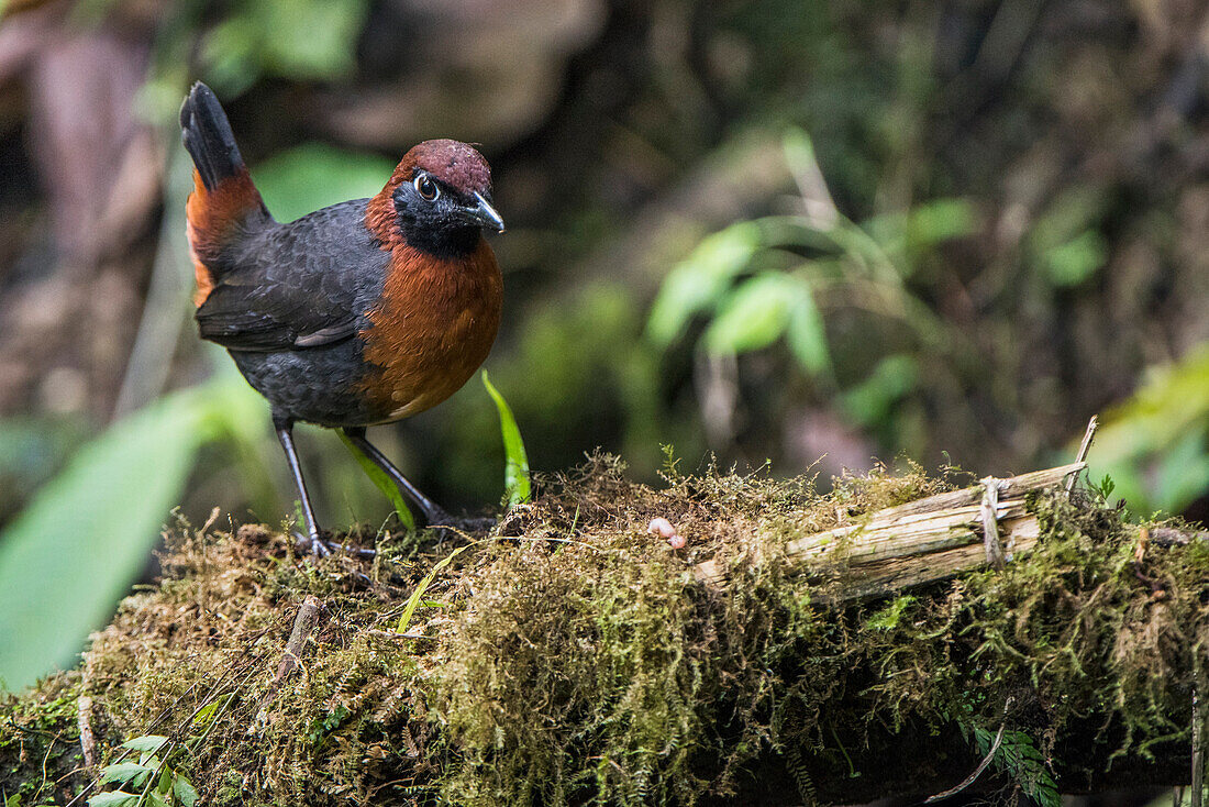 Rufous-breasted Antthrush (Formicarius rufipectus), Mindo Cloud Forest, Ecuador