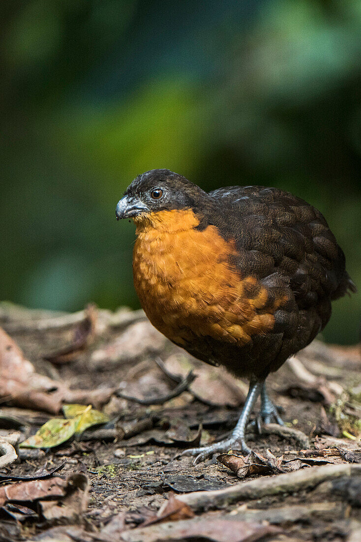 Dark-backed Wood-Quail (Odontophorus melanonotus), Mindo Cloud Forest, Ecuador