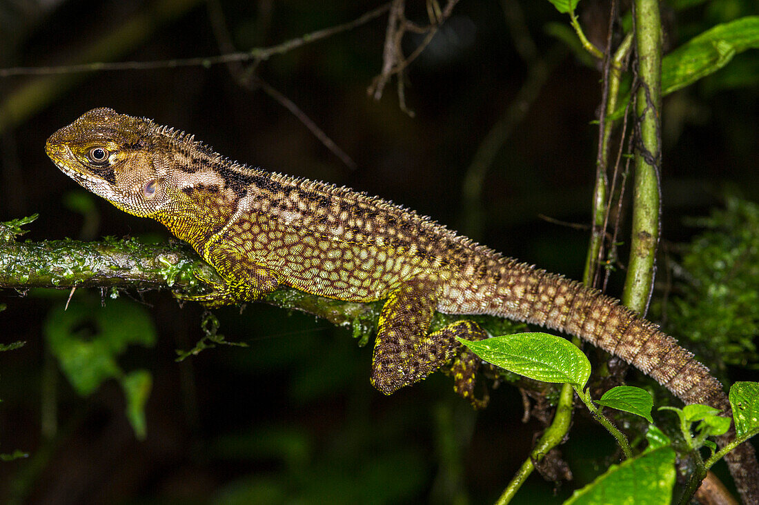 Bocourt's Dwarf Iguana (Enyalioides heterolepis), Mashpi Rainforest Biodiversity Reserve, Pichincha, Ecuador