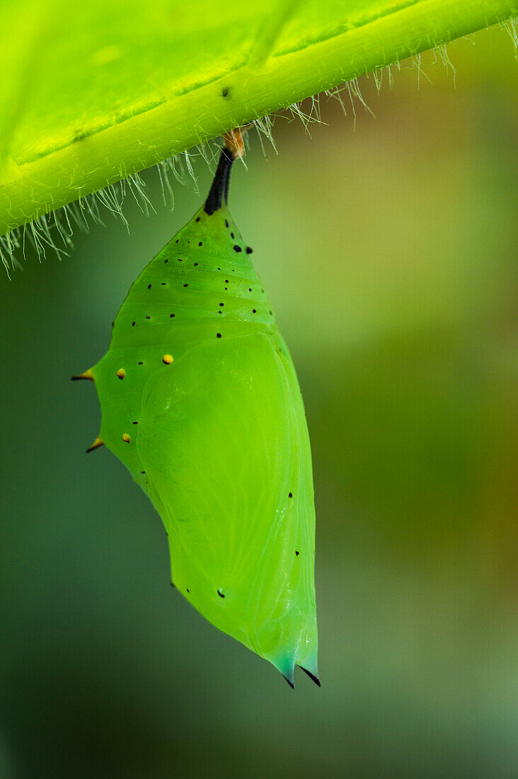 Rusty-tipped Page (Siproeta epaphus) chrysalis, Mashpi Rainforest Biodiversity Reserve, Pichincha, Ecuador, sequence 1 of 3