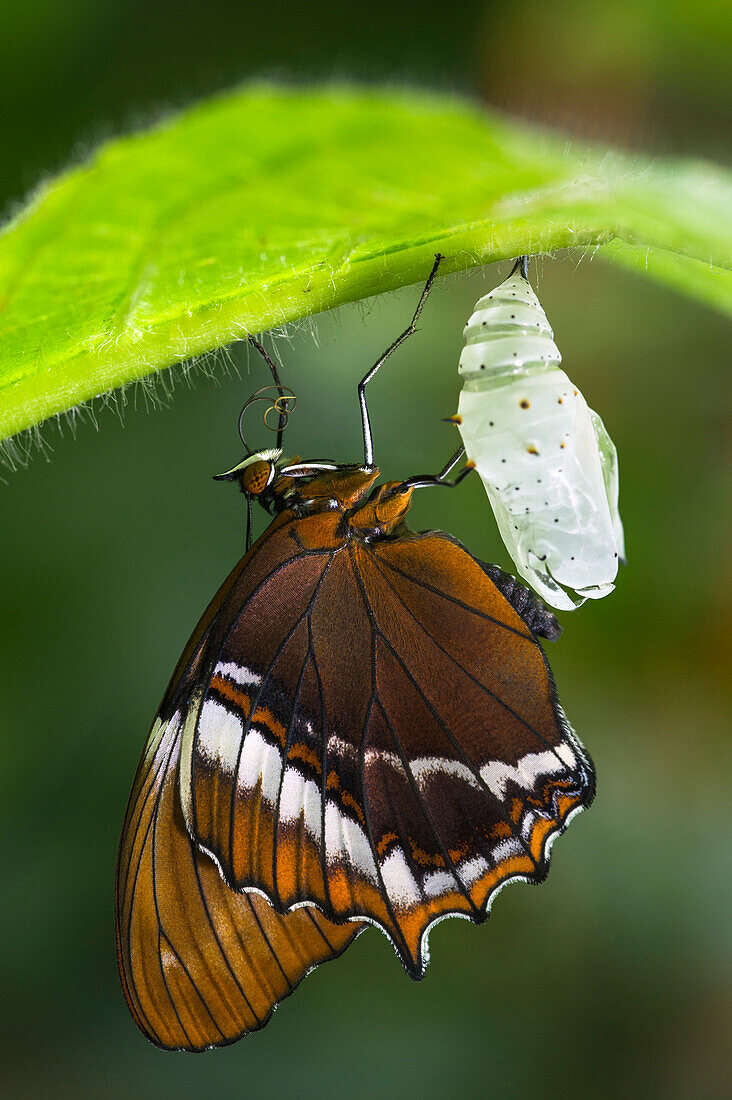 Rusty-tipped Page (Siproeta epaphus) butterfly newly emerged from chrysalis, Mashpi Rainforest Biodiversity Reserve, Pichincha, Ecuador, sequence 3 of 3