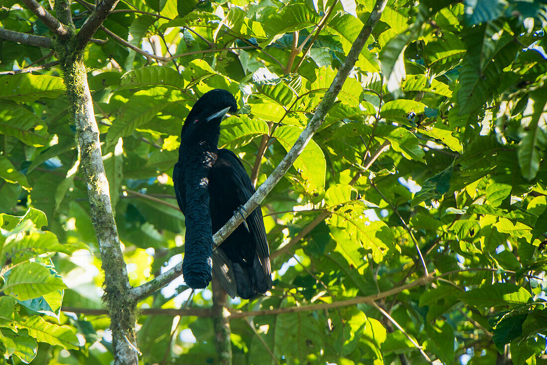 Long-wattled Umbrellabird (Cephalopterus penduliger), western slope of Andes, Ecuador