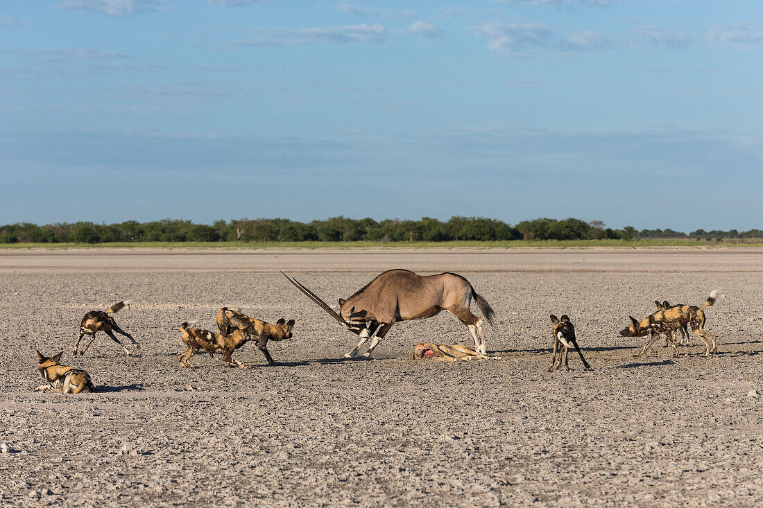 Oryx (Oryx gazella) mother defending her already killed calf against African Wild Dog (Lycaon pictus) pack, Africa