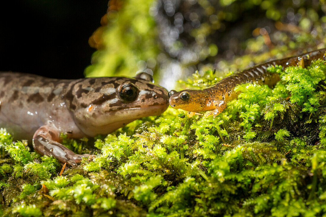 Coastal Giant Salamander (Dicamptodon tenebrosus) with Cascade Torrent Salamander (Rhyacotriton cascadae) at night, Columbia River Gorge, Oregon