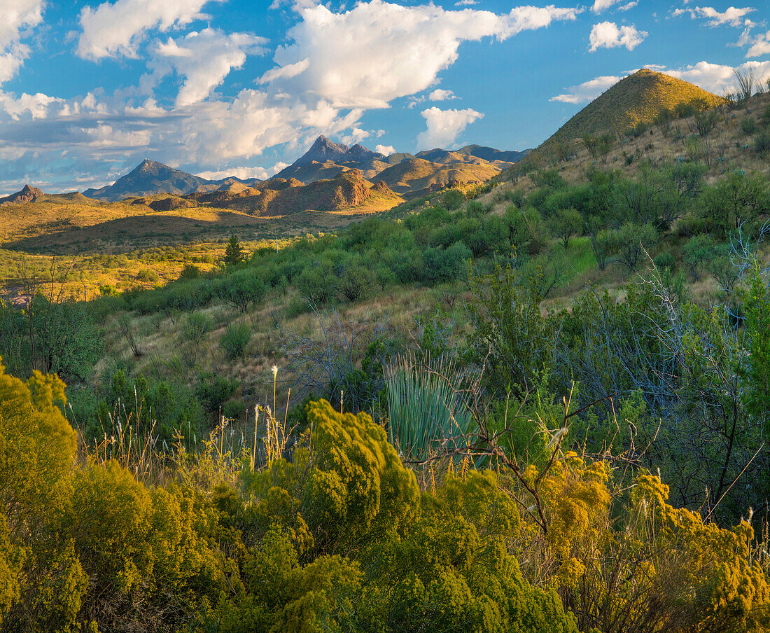 Chamisa (Atriplex canescens) bushes in shrubland, Santa Rita Mountains, Arizona