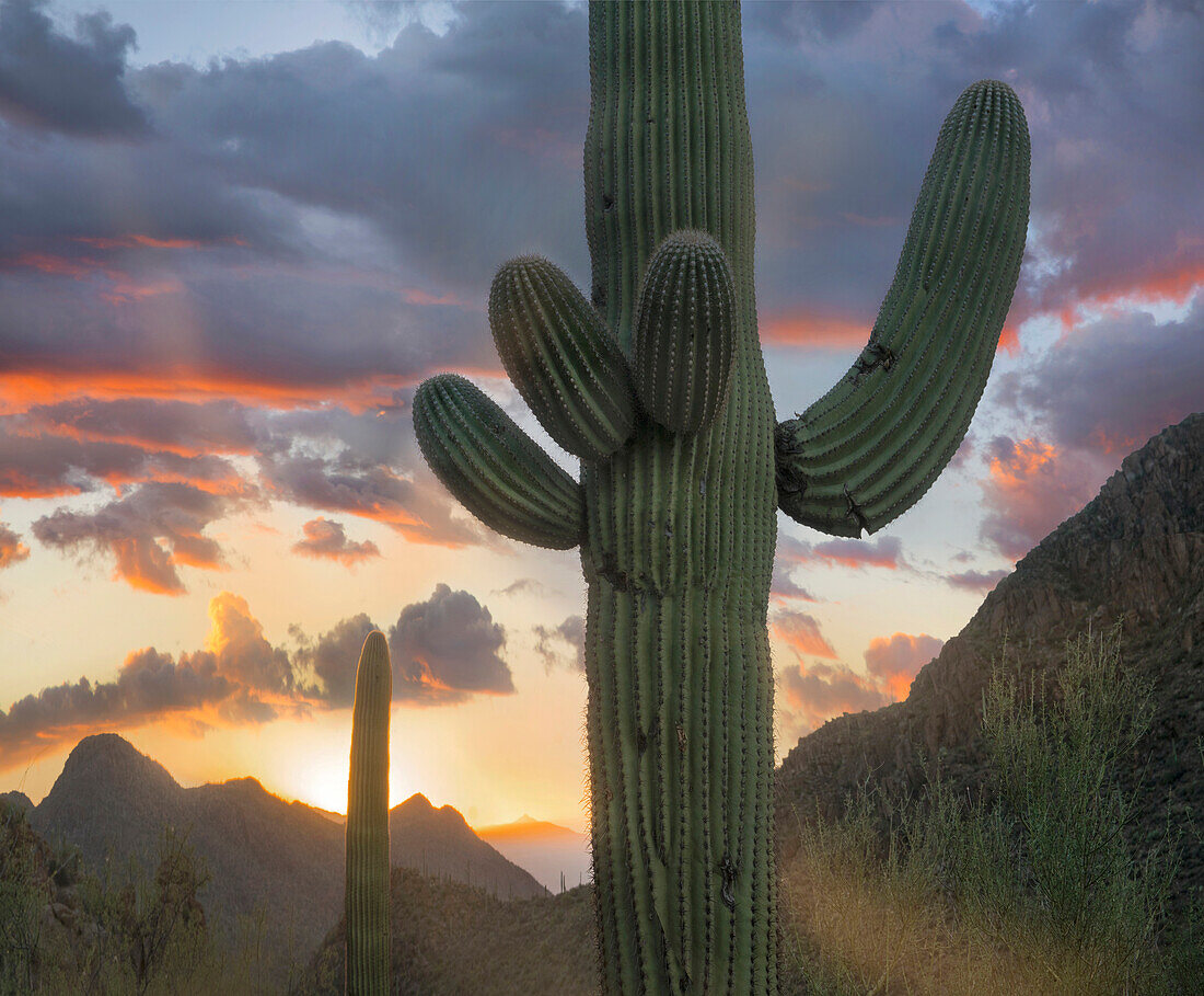 Saguaro (Carnegiea gigantea) cacti, Tucson Mountains, Arizona