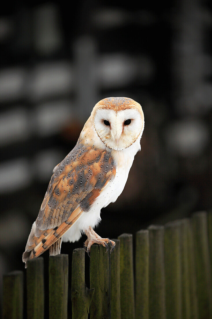 Barn Owl (Tyto alba) near building, Zdarske Vrchy, Bohemian-Moravian Highlands, Czech Republic