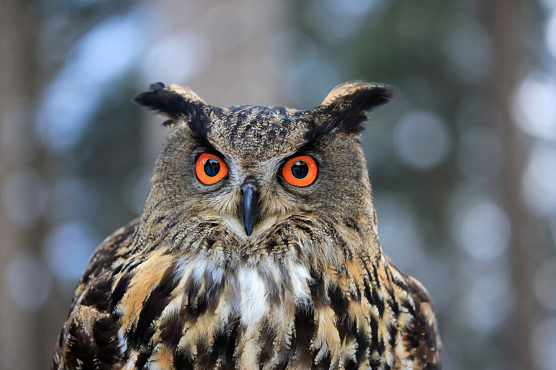 Eurasian Eagle-Owl (Bubo bubo) in winter, Zdarske Vrchy, Bohemian-Moravian Highlands, Czech Republic