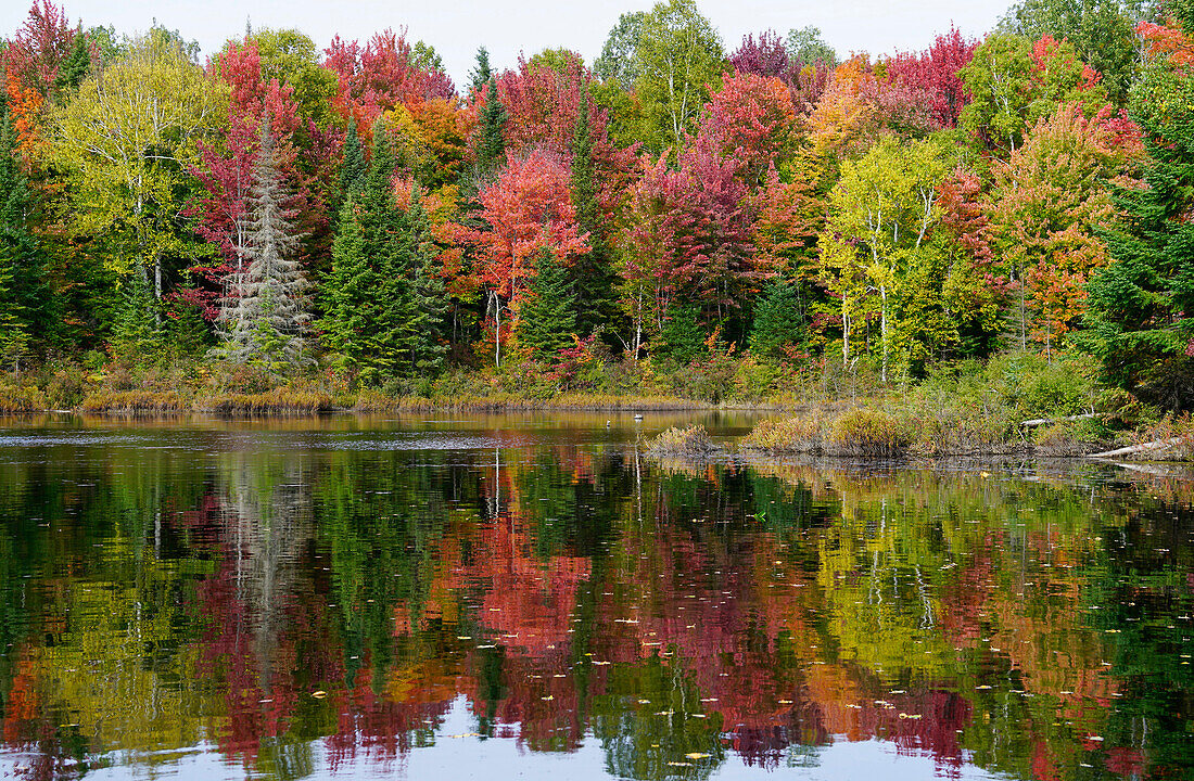 Maple (Acer sp) trees along lake in deciduous forest in autumn, Mont-Tremblant, Quebec, Canada