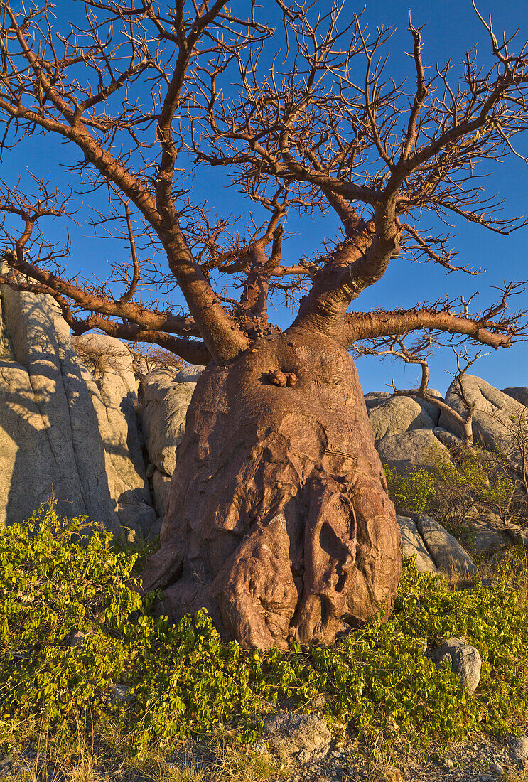 Baobab (Adansonia sp) tree, Kubu Island, Makgadikgadi National Park, Botswana