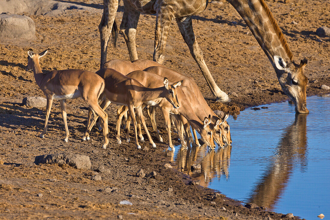 Angolan Giraffe (Giraffa giraffa angolensis) female and Impala (Aepyceros melampus) females drinking at waterhole in dry season, Etosha National Park, Namibia