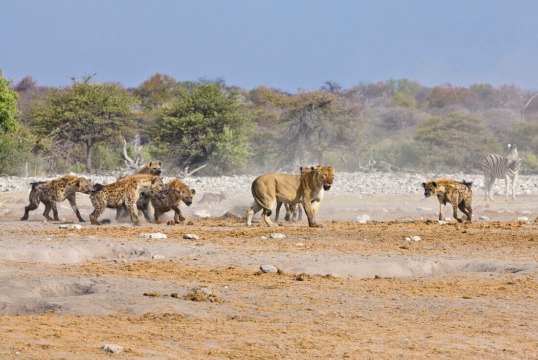African Lion (Panthera leo) female being attacked by Spotted Hyenas (Crocuta crocuta), Etosha National Park, Namibia