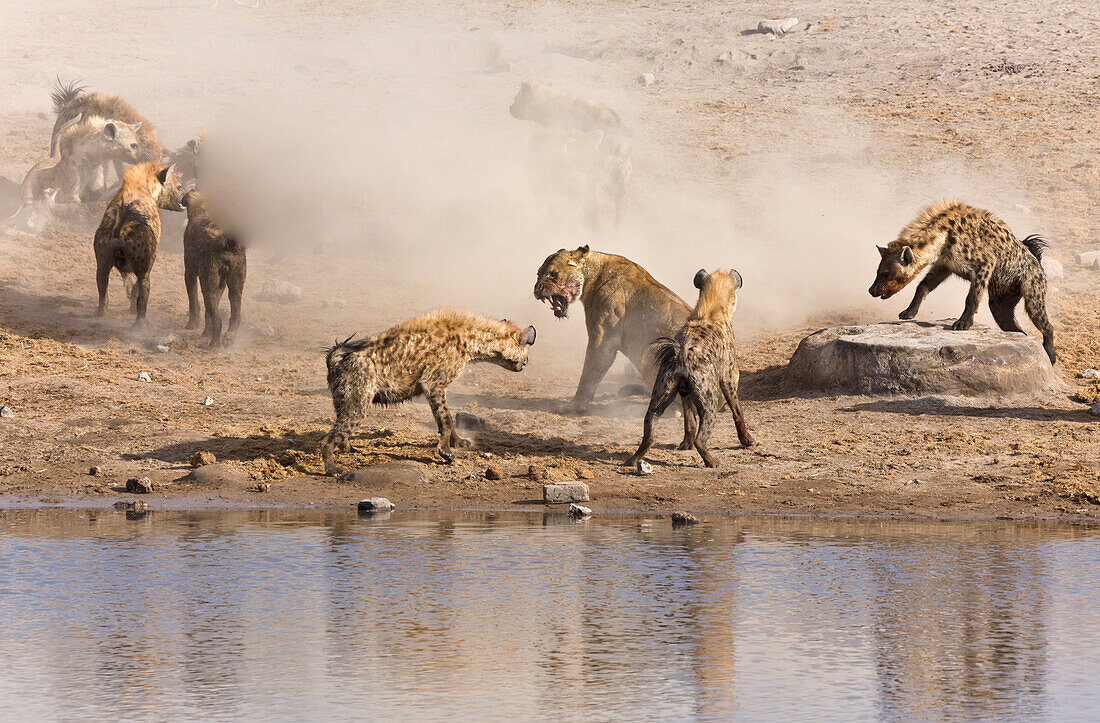 African Lion (Panthera leo) female defending her Greater Kudu (Tragelaphus strepsiceros) kill from Spotted Hyenas (Crocuta crocuta), Etosha National Park, Namibia