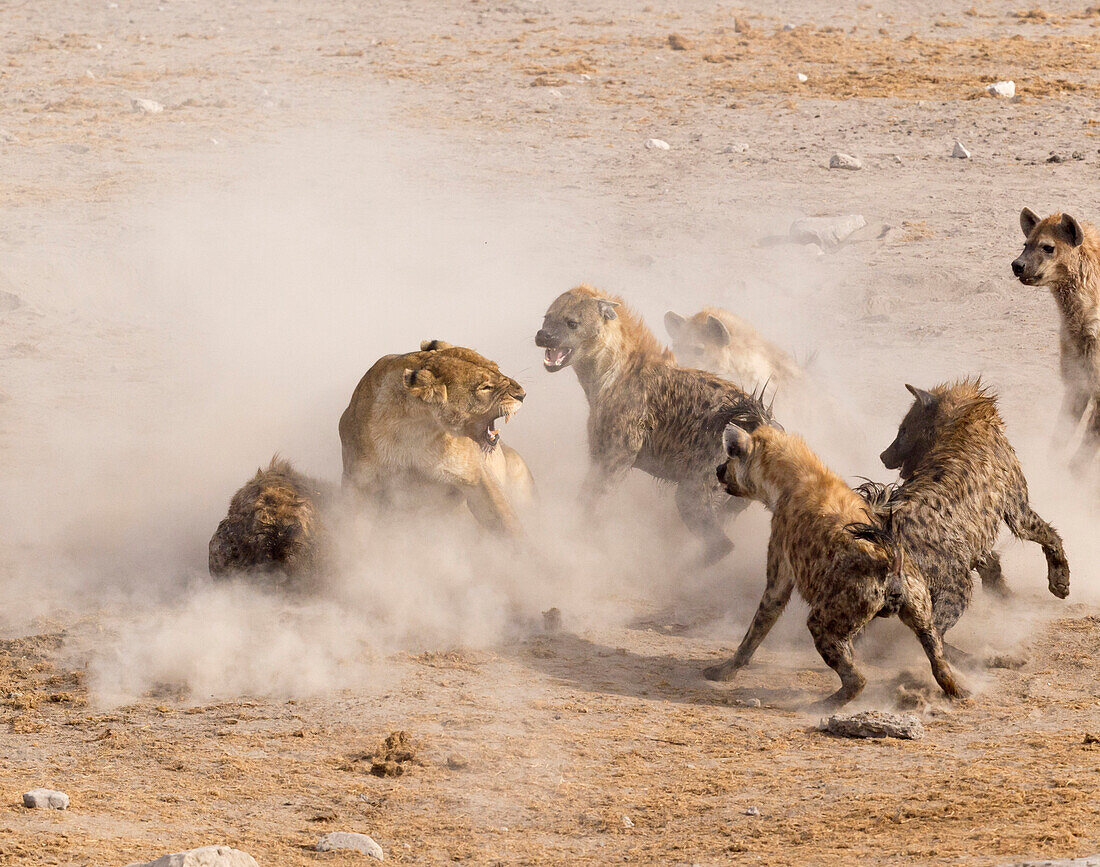 African Lion (Panthera leo) female defending her Greater Kudu (Tragelaphus strepsiceros) kill from Spotted Hyenas (Crocuta crocuta), Etosha National Park, Namibia