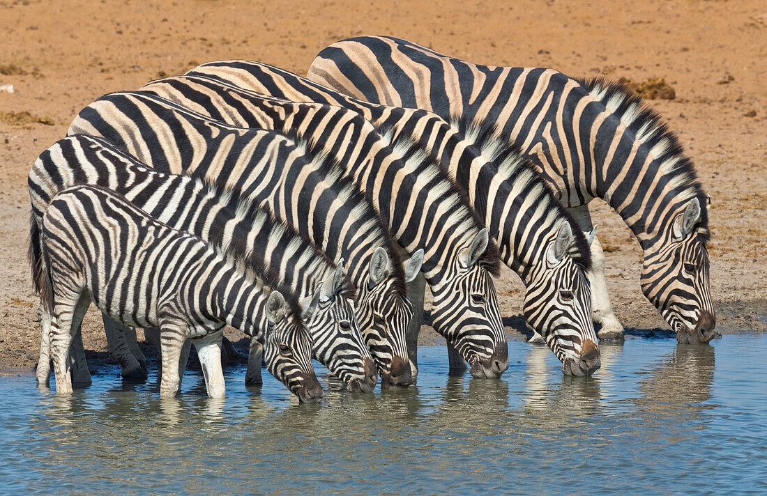 Zebra (Equus quagga) herd drinking at waterhole in dry season, Etosha National Park, Namibia