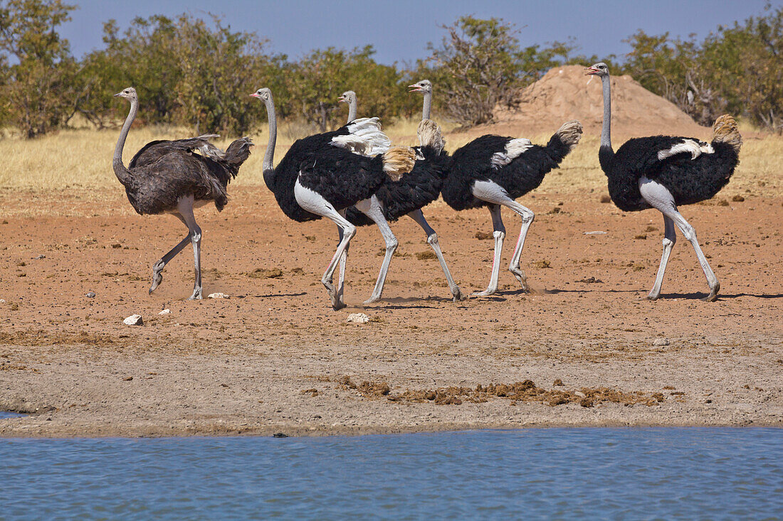 Ostrich (Struthio camelus) female followed by four males, Etosha National Park, Namibia
