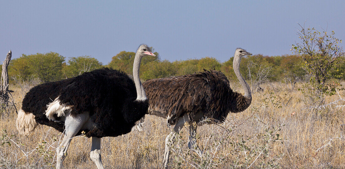 Ostrich (Struthio camelus) male and female, Etosha National Park, Namibia