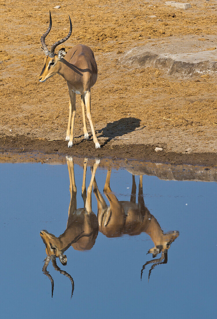 Impala (Aepyceros melampus) male at waterhole, with reflection of another male creating an optical illusion, Etosha National Park, Namibia