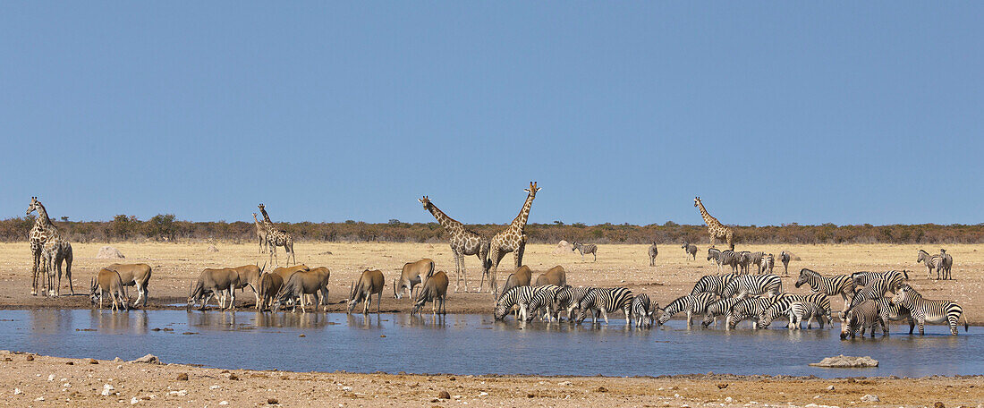 Angolan Giraffe (Giraffa giraffa angolensis) group, Common Elands (Tragelaphus oryx), Zebras (Equus quagga), and Hartmann's Mountain Zebras (Equus zebra hartmannae) at waterhole in dry season, Etosha National Park, Namibia