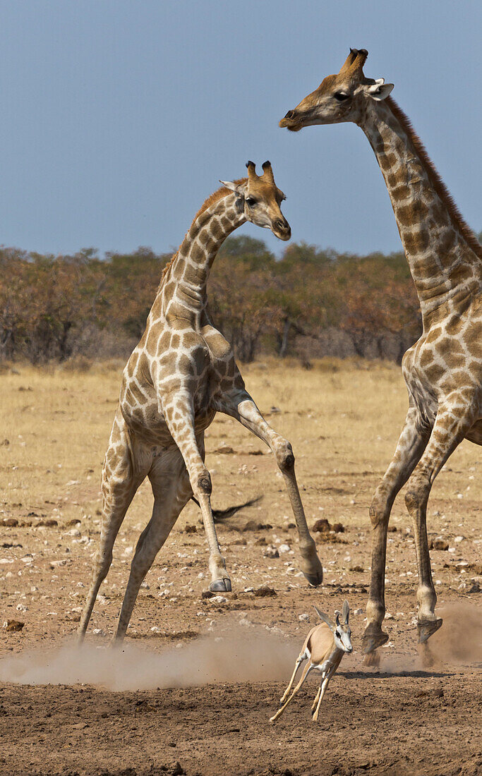 Angolan Giraffe (Giraffa giraffa angolensis) pair scaring Springbok (Antidorcas marsupialis) from waterhole in dry season, Etosha National Park, Namibia