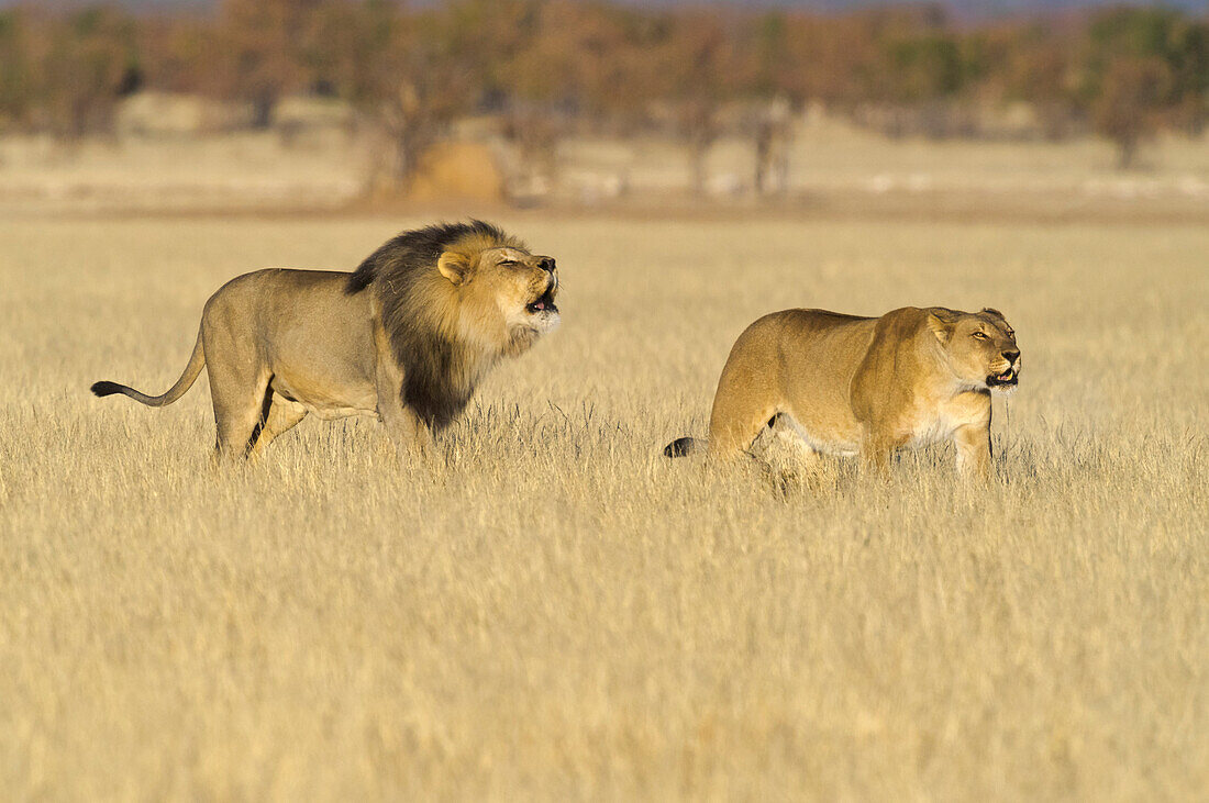 African Lion (Panthera leo) male and female in territorial call, Etosha National Park, Namibia