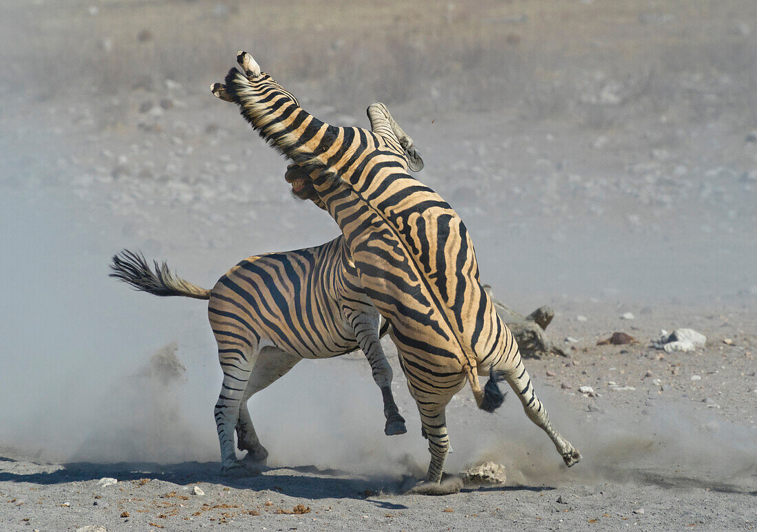 Mountain Zebra (Equus zebra) stallions fighting, Etosha National Park, Namibia