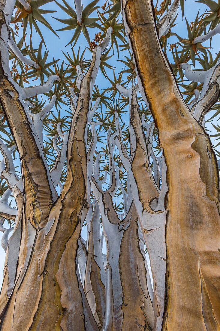 Quiver Tree (Aloe dichotoma) trunk, Namib Desert, Namibia