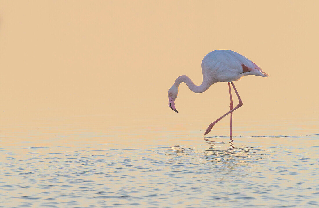 European Flamingo (Phoenicopterus roseus) wading at sunset, Walvis Bay, Namibia