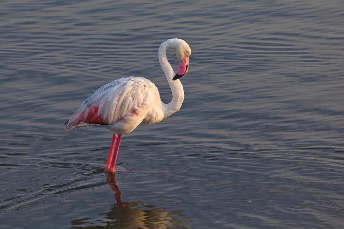European Flamingo (Phoenicopterus roseus) wading, Walvis Bay, Namibia