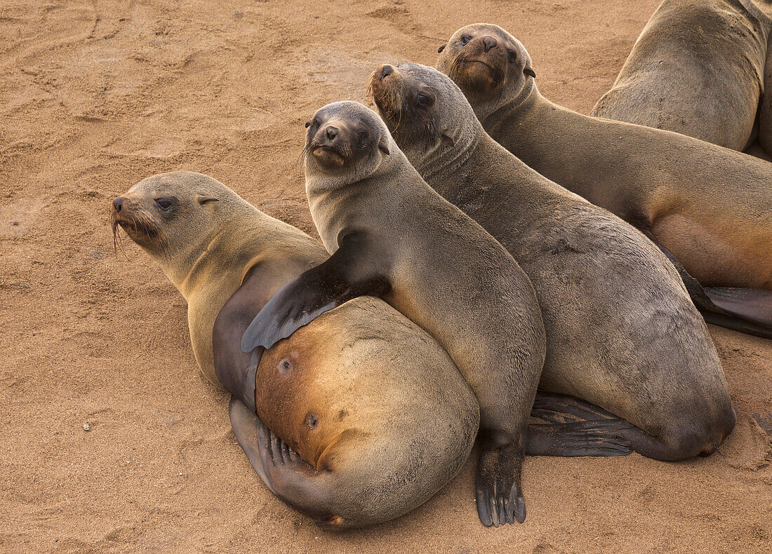 Cape Fur Seal (Arctocephalus pusillus) group huddling together for warmth, Cape Cross, Namibia