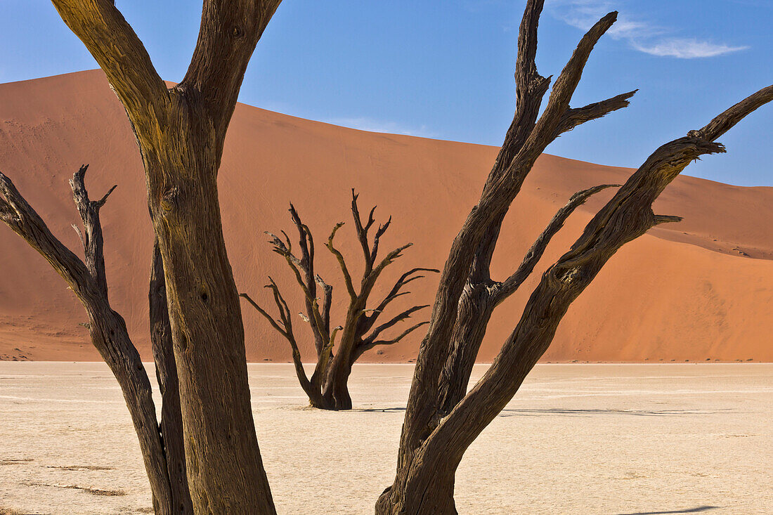 Dead trees in front of sand dunes, Sossusvlei, Namib-Naukluft National Park, Namibia