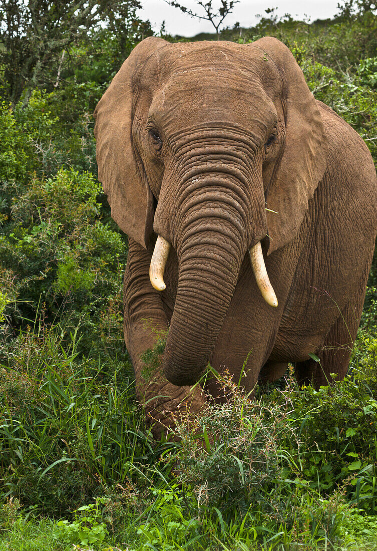 African Elephant (Loxodonta africana) male browsing, Addo National Park, South Africa