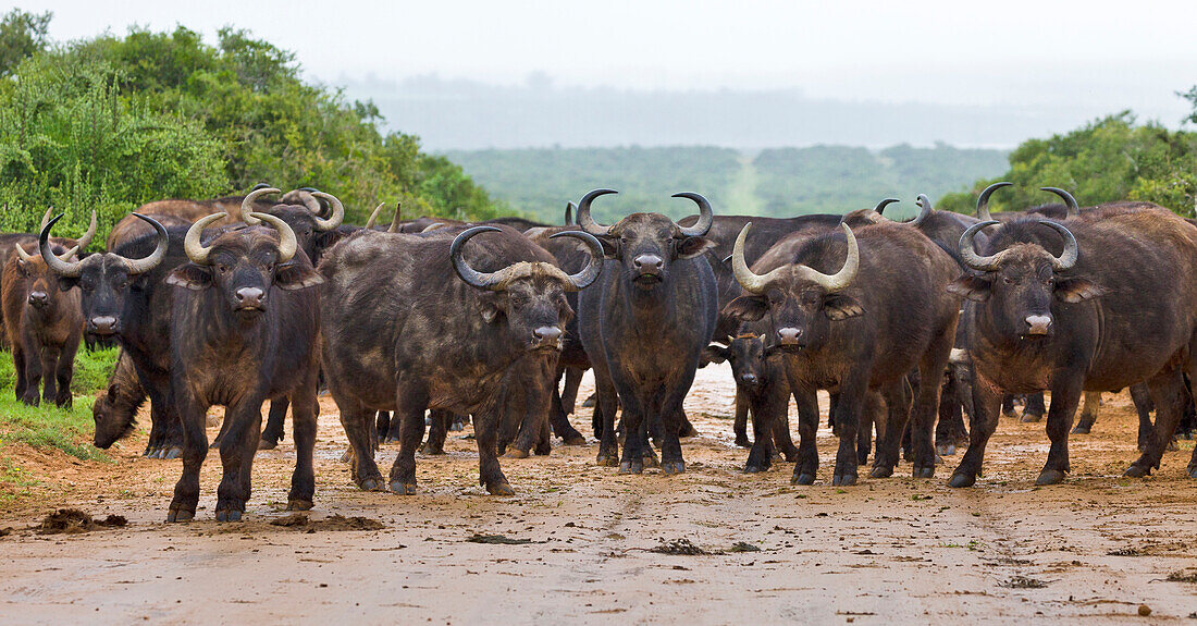 Cape Buffalo (Syncerus caffer) herd on road during rainfall, Addo National Park, South Africa