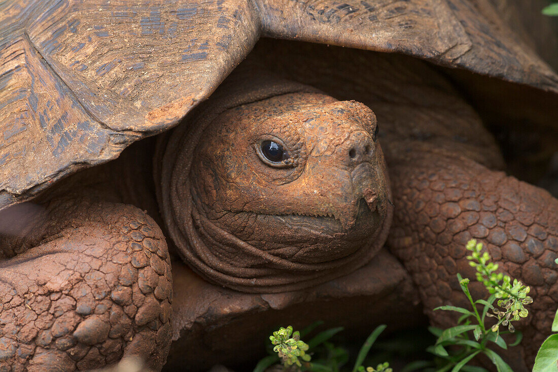 Leopard Tortoise (Geochelone pardalis) covered with mud, Addo National Park, South Africa