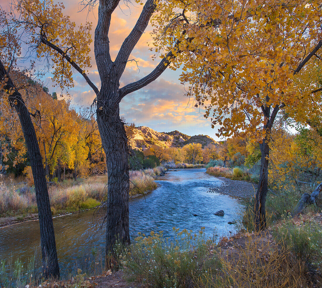 Cottonwood (Populus sp) trees along the Rio Grande in autumn, Wild Rivers Recreation Area, New Mexico